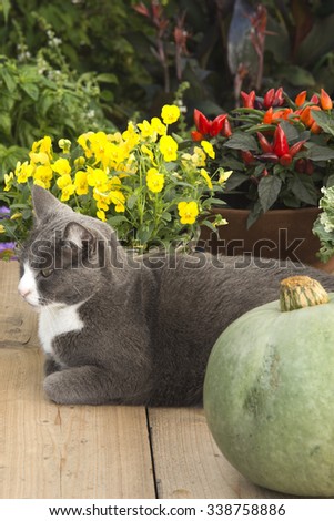 cat on gardentable with pumpkin and plants in autumn