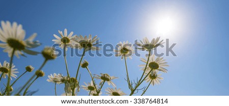 Wild flowers in sunlight in summer