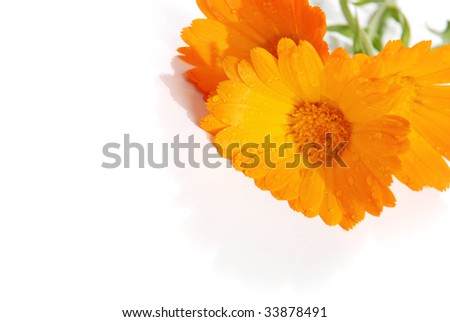 Orange, yellow flowers of a calendula on a white background