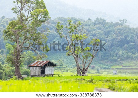 Cottage with rice farm this image focus main is cottage
