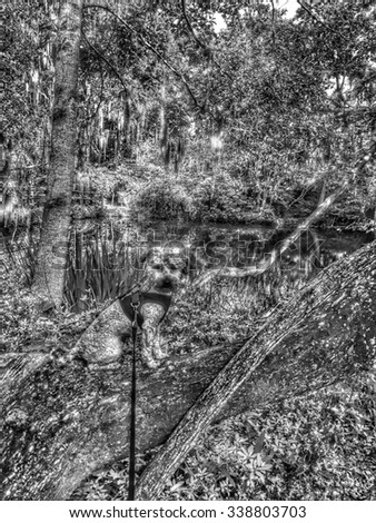 Poodle over swamp on plantation