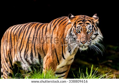 Portrait of a scary tiger over dark background with vicious eyes looking intensely towards the camera