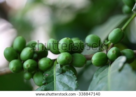 Green coffee beans on a bush in the Ethiopian Mountains.