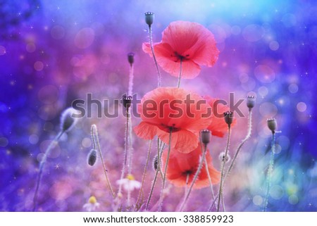 Beautiful red poppies in artistic soft colors with bokeh lights 