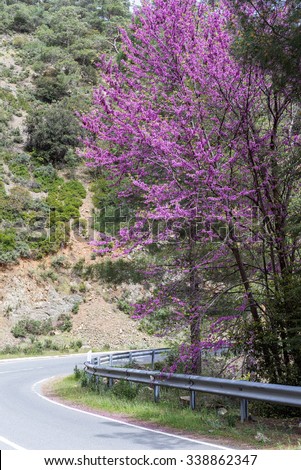 Serpentine highway turn with blossoming Cercis siliquastrum (Judas tree) on roadside. Cyprus.
