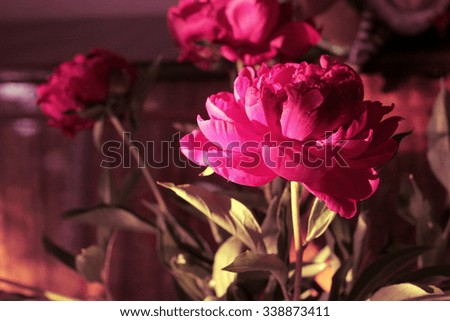 Peony flowers in vase and music