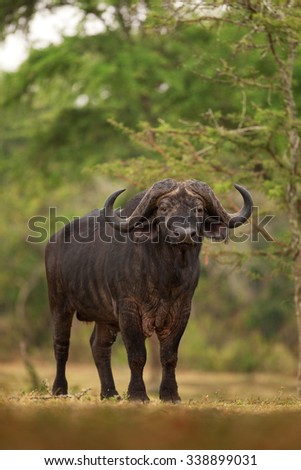 African buffalo, syncerus caffer