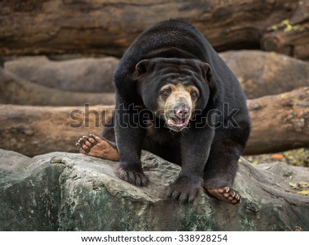 malayan sun bear. Royalty-Free Stock Photo #338928254