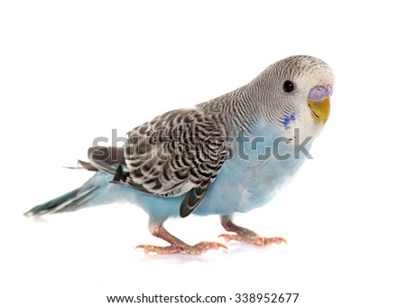 common pet parakeet in front of white background Royalty-Free Stock Photo #338952677