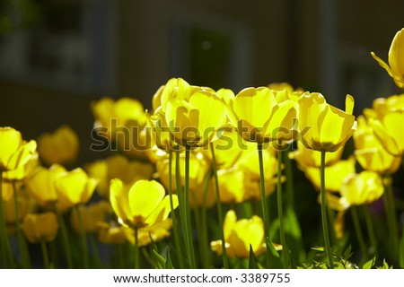  Fresh yellow spring tulips