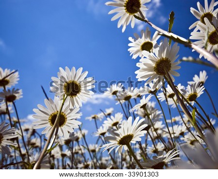 beautiful wild daisies growing in meadow, outlined against blue summer sky; differential focus