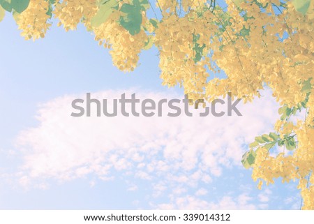 Vintage look of yellow flower with clear blue sky (soft focus & pastel filter)