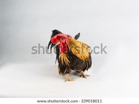 Chicken  [N] bantam