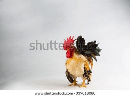Chicken  [N] bantam