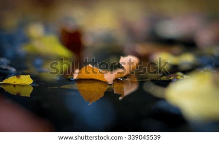 Brown Autumn leaf with reflection in puddle
