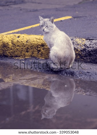 wild cat on street