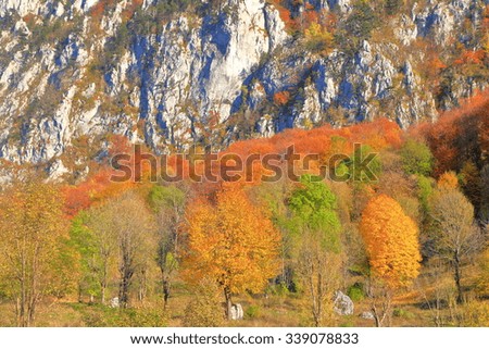 Autumn trees and limestone rocks in sunny day