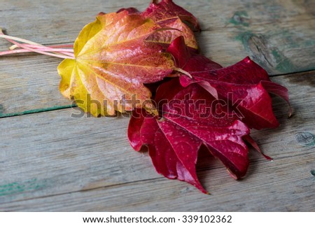 Ivy leaves on a wooden background