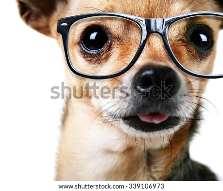 a close up of a chihuahua's face with cool trendy hipster or nerd geek black frame glasses on his face (focus on the eyes)
