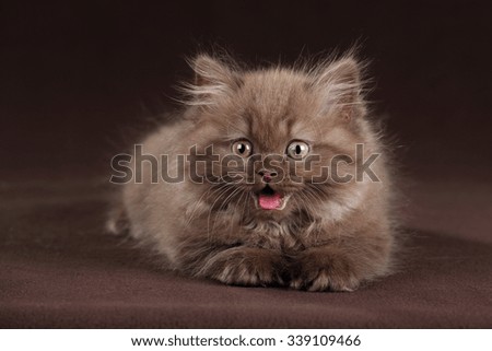 Fluffy kitten on a brown background