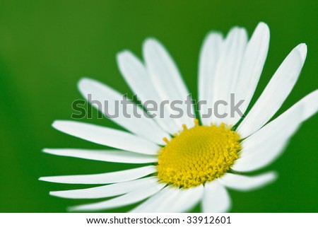 White flower of camomiles on a summer meadow