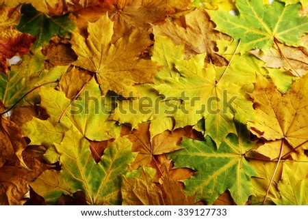 Autumn leaves background, close up