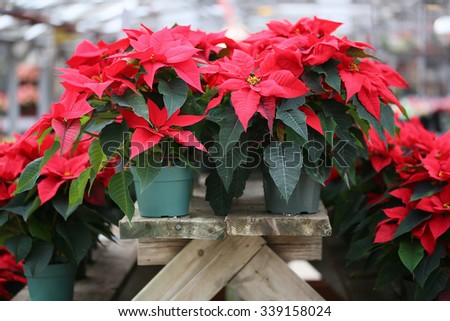 Christmas Poinsettia Royalty-Free Stock Photo #339158024