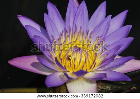 water lily flower (lotus) and leaf 