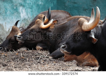 Stock image of buffalo
