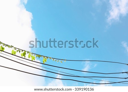 Ivy on power lines with blue sky