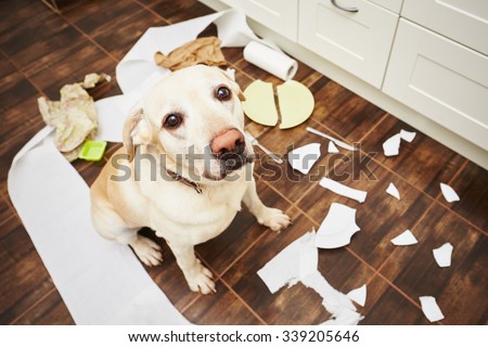 Naughty dog - Lying dog in the middle of mess in the kitchen. Royalty-Free Stock Photo #339205646