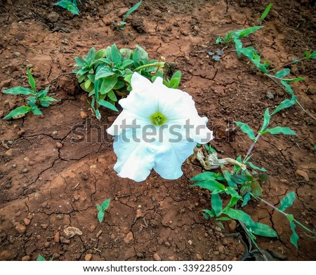 White petunia axillaris flower for gardening purpose