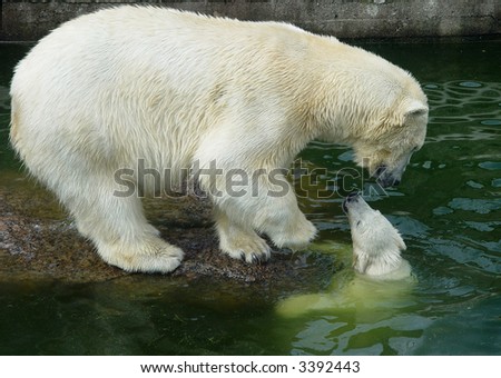 First move of the polar bear cub