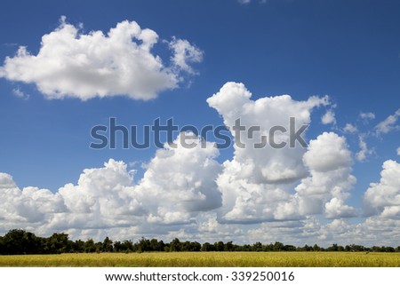 Rice fields near harvest backdrop of sky and clouds.