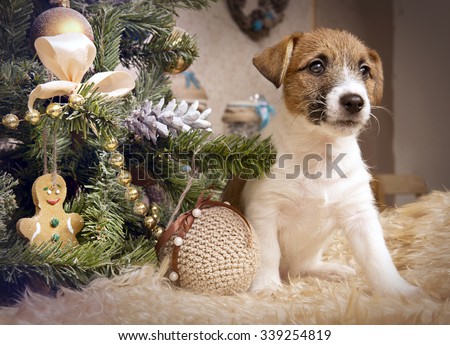 Puppy Jack Russell Terrier in Christmas interior