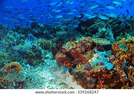 School of Blue and Gold Fusiliers (Caesio Caerulaurea, aka Blue Fusilier, Gold-band Fusilier, Scissor-tailed Fusilier) over a Colorful Coral Reef. Komodo, Indonesia