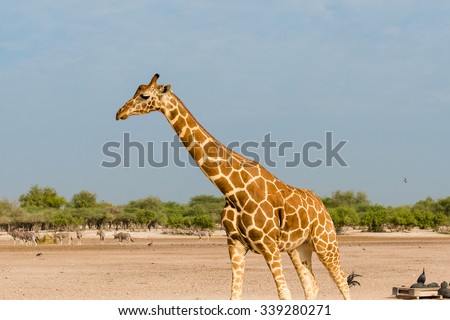 Reticulated giraffe in national park in United Arab Emirates