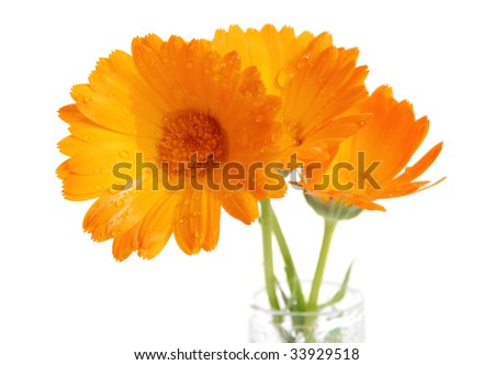 Orange flower in a vase with water