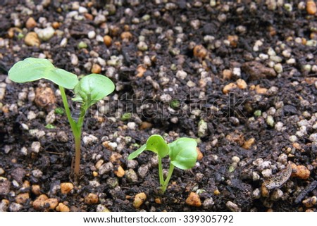 Sprouts of radish at home garden