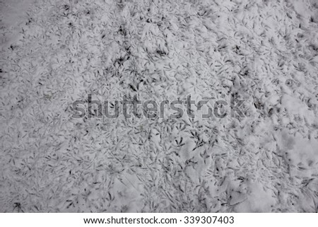 Fresh winter bird tracks in the snow
