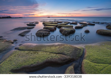 Green moss with sunset background