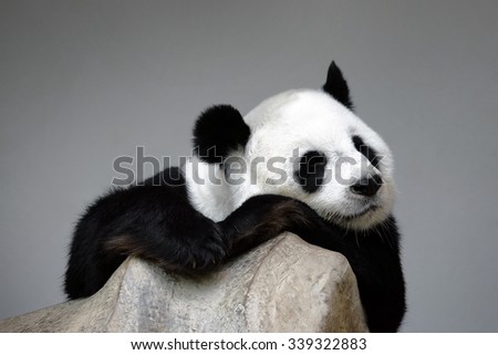 Sleeping panda on the rock