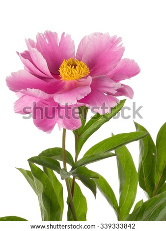 delicate pink flower garden peony with a yellow center and lush green leaves on a white background isolated