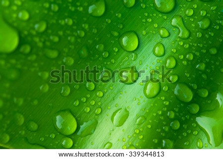 Water drop on green Leaf