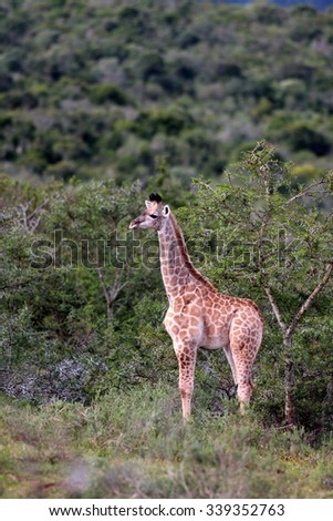 A young baby giraffe posing in this photo taken on safari in South Africa