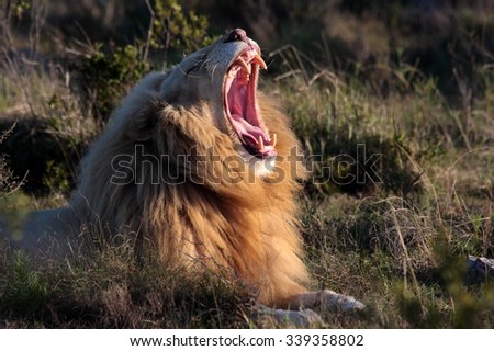 A big pure white male lion showing off his teeth in this photo taken on safari in Africa.