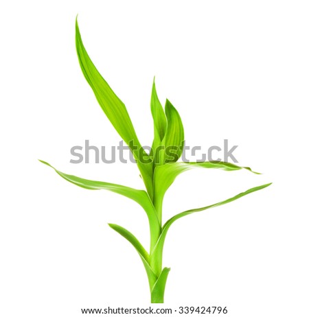 fresh green bamboo sprout, isolated on white background
