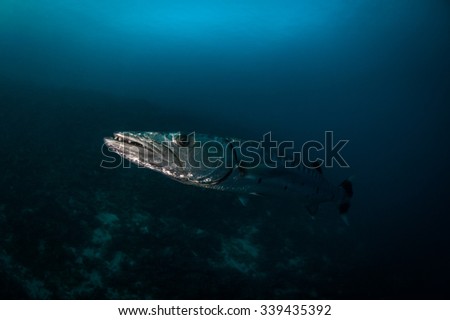 Great barracuda (Sphyraena barracuda) are awesome predators of tropical waters. Maldives, April