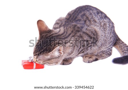 Soft fluffy kitten playing with Christmas box on white background