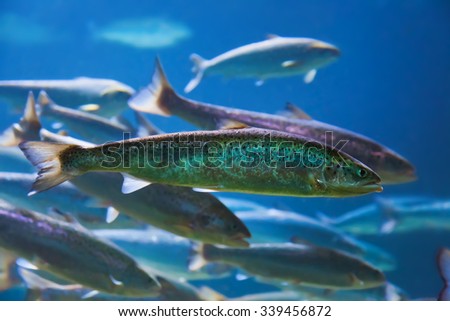 Fishes and corals reef in aquarium - nature background
